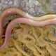 Image for article titled This Animal Can Go Over a Decade Without Food